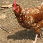 Das einzige Huhn auf der Barbinja Das einzige Huhn auf der Barbinja