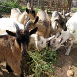 Die jungen Ziegen Die jungen Ziegen