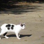 Schnurrli im Oktober 2007