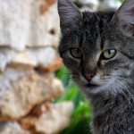 Barbinja-Katze Turba Barbinja-Katze Turba