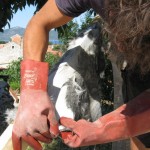Ab Abschaben der Haare nach dem Üschern.