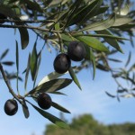 Reife Oliven auf dem Neuland